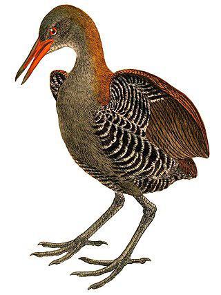 Птенцов нелетающей индонезийской птицы наблюдали лишь однажды. Фото 1 