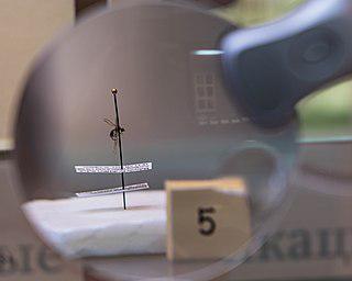 Реальная Муха-цокотуха может повстречаться во Вьетнаме и в Китае. Фото 2 