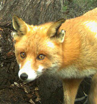 Рэмбо избежал тысячи ловушек, ушёл от охотников, собак и дронов, но, скорее всего, погиб из-за воды. Фото 1 