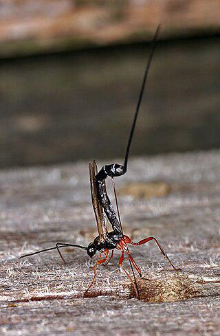 Самки наездников рисса и эфиальт для пробуравливания древесины приспособили яйцеклад. Фото 3 
