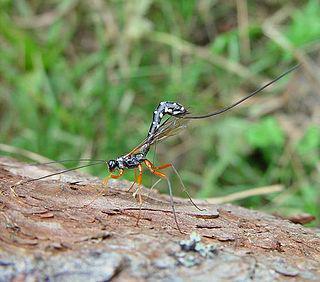 Самки наездников рисса и эфиальт для пробуравливания древесины приспособили яйцеклад. Фото 4 