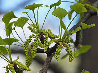 Старейшие в Европе экземпляры магнолии и гинкго растут в Падуе. Фото 1 
