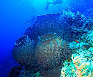 Тур Хейердал назвал способ защиты крабов, использующих губок (на илл.), хитроумным. Фото 1 