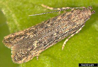 Вредитель томатов (на илл.) из Перу осваивает Африку и Азию и уже добрался до России. Фото 2 