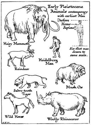 Вымершие незадолго до современности кенгуру весили больше центнера. Фото 1 