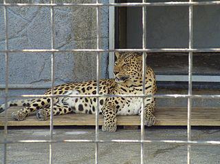 Если дядя Амос не идёт в зоопарк, то зоопарк идёт к дяде Амосу. Фото 1 