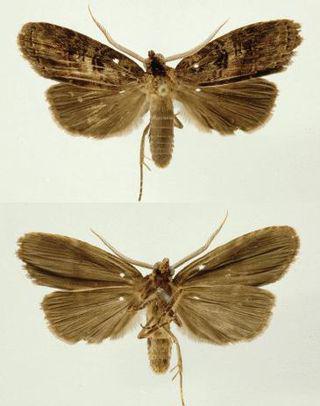 Эти существа были названы в честь прапрабабушки, прабабушки, бабушки и мамы женщины, спасшей их места обитания. Фото 1 