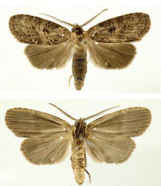 Эти существа были названы в честь прапрабабушки, прабабушки, бабушки и мамы женщины, спасшей их места обитания. Фото 2 