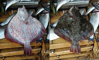 Камбала-калкан является самой плодовитой рыбой Чёрного моря. Фото 2 