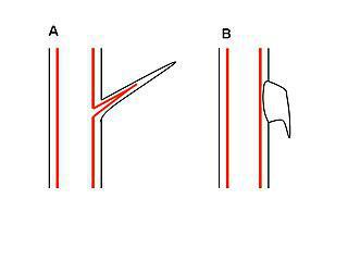 Колючки у некоторых кактусов достигают в длину 25 см. Фото 1 