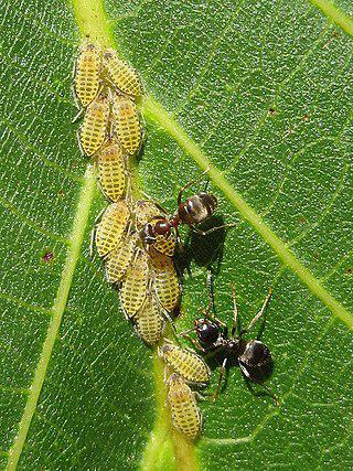 Крылатый зефир — мирмекофил. Фото 1 