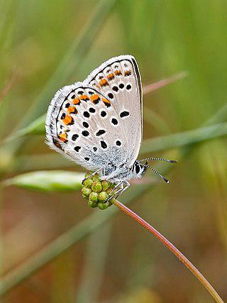 Крылатый зефир — мирмекофил. Фото 2 