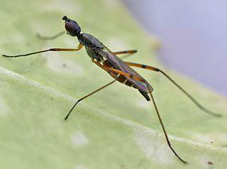 Личинки австралийской ходуленожки живут внутри ловушек насекомоядного растения (на илл.). Фото 1 