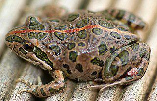 Лягушковидная жаба меньше, чем жабовидная ящерица. Фото 2 