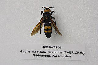 Несмотря на свои размеры, гигантская сколия менее опасна для человека, чем обычные лесные осы. Фото 2 