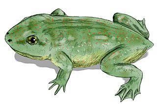 Один предок лягушек не умел прыгать, у другого был хвост. Фото 1 