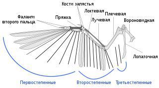 Первопроходец российского воздухоплавания ставил опыты, запуская в воздух препарированных замороженных птиц с распростёртыми крыльями. Фото 1 