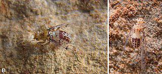 Пещерные самки отрастили пенисы, а самцы потеряли. Фото 1 