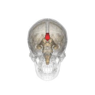 После хирургической операции на мозолистом теле может возникнуть синдром чужой руки, когда больному кажется, что одна из его рук обладает собственной волей. Фото 1 