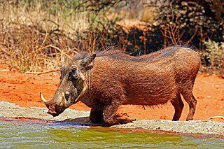При опасности бородавочники имеют обыкновение поднимать вверх свой утолщённый на кончике хвост — это дало им шуточную кличку «Радио Африка»… Фото 1 