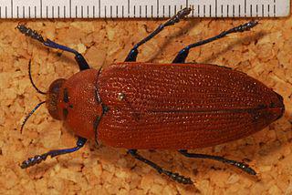 Самцы австралийских жуков предпочитают пивные бутылки, а не самок. Фото 2 