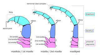 Сегменты груди, сросшиеся с головой, образуют ногочелюсти. Фото 2 