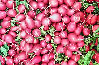 Специфический вкус редиски обусловлен содержанием в ней горчичного масла. Фото 2 