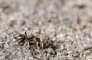 Среди общественных насекомых есть гробовщики и воры. Фото 1 