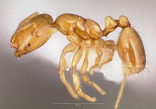 Среди общественных насекомых есть гробовщики и воры. Фото 3 