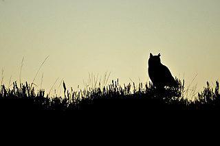 Столь непохожих друг на друга животных, как квокка, гуахаро и протоптер, объединяет ночь. Фото 3 