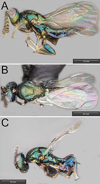 Сверхпаразит превращает жертву в затычку и выходит сквозь её голову. Фото 1 