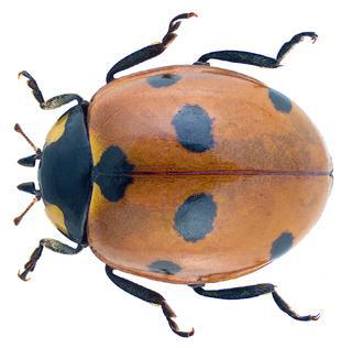 Тлей едят не только божьи коровки, но и мухи. Фото 1 