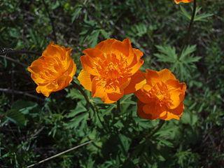 Цветок жарок на гербе сибирского города  символизирует один из n видов купальницы. Фото 3 