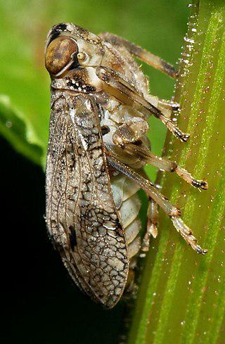 У долгоносиков найден первый в животном мире биологический винт, а у  цикадок — первые в мире биологические шестерёнки. Фото 2 