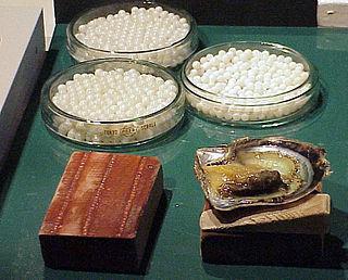 В брюхоногой «дыне» находят оранжевый жемчуг. Фото 1 