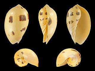 В брюхоногой «дыне» находят оранжевый жемчуг. Фото 2 