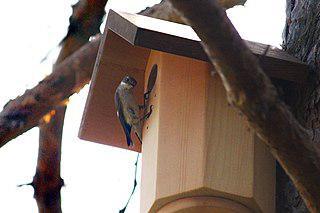 В левитановском «Марте» (на илл.) к солнцу стремятся не только деревья, но и скворечник. Фото 3 