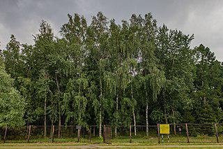 В минском дендропарке (на илл.) стало больше птиц из-за присутствия человека и отсутствия серой вороны. Фото 2 