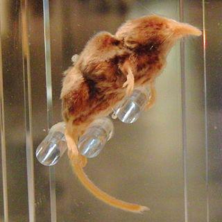 Вес самого маленького млекопитающего России не превышает 4 граммов. Фото 2 