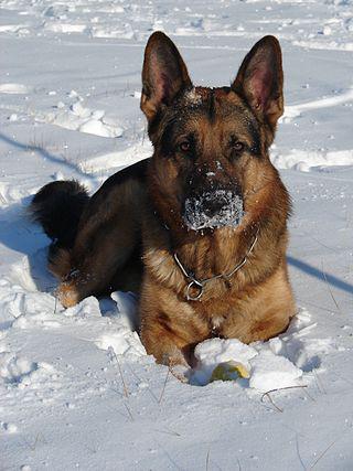 Во Львове живёт автор траурного гимна для домашних животных, а также гимнов для двоечников и отличников. Фото 3 