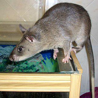 Золотой медалью[en] за храбрость в числе других животных была награждена крыса. Фото 1 