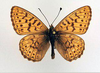 Эндемичная алтайская бабочка предпочитает «железные камни». Фото 3 