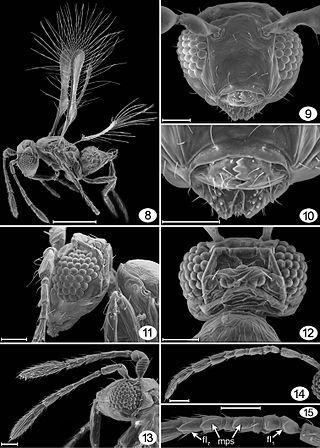 Фея Динь-Динь и собака Питера Пена обнаружены в лесах Коста-Рики. Фото 1 
