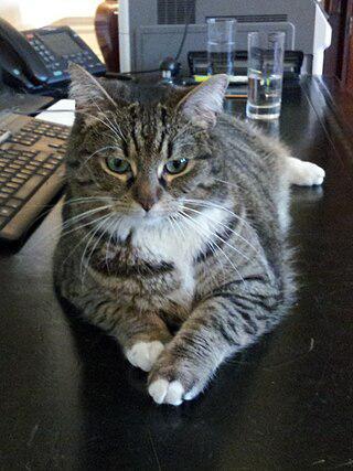 Хочешь удержаться на Даунинг-стрит — лови мышей. Фото 2 