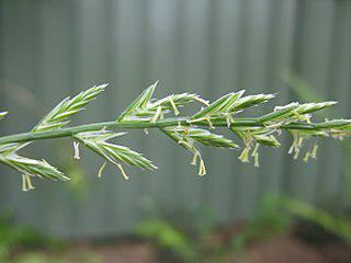 Христос сравнивал грешников с плевелами. Фото 2 