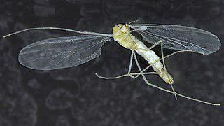 Комар-звонец, возможно, первый среди пещерных животных слепой летающий троглобионт. Фото 1 