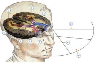 Левый зрительный тракт передаёт импульсы правого поля зрения и наоборот. Фото 1 
