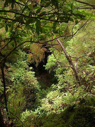 На Канарских островах сохранились реликты флоры третичного периода. Фото 2 