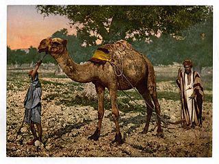 Не всяким плугом можно пахать. Фото 1