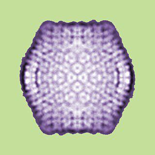 Некоторые вирусы паразитируют на других вирусах. Фото 1 